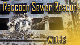 Raccoon Sewer Rescue