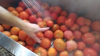 Sept 10, 2023 canning tomatoes