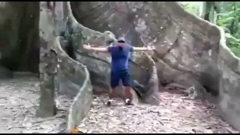 Massive Giant Ancient Tree