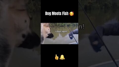 Unexpected Connection: Shepsky & Fish #shorts #trending #viral