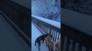 Walking in the winter wonderland #shorts #dogs #snow #winter #hiking #nature #viral #snowfall #pets