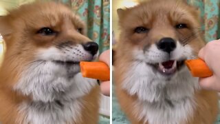 Hungry fox adorably munches on tasty carrots