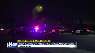 Man climbs up tall tree in Mira Mesa to evade police officers