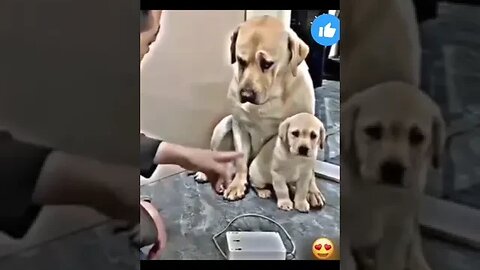 Mother Dog Protect him Puppy #funny #dogs #viralshort #love