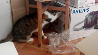 Thoughtful Kitten Helps Her Owners Unpack Boxes In Her Own Unique Way