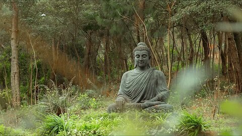 How to Meditate: The best ways to relax and fall asleep using forest output stereo out.🧘‍♂️🧘‍♂️🧘‍♂️
