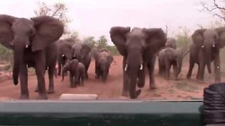 Elefantes tentam assustar turistas num safari