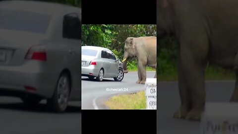 Elephant chekcing tires and suspension 🤣 #shorts