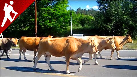 A herd of cows making their way to the highlands