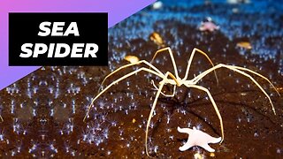 Sea Spider 🌊 The Giant Spider Of The Sea