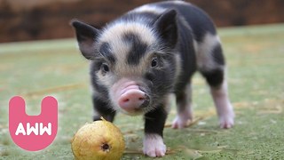 Micro Pigs