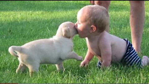 Cute Puppies and Babies Playing Together Compilations 2021