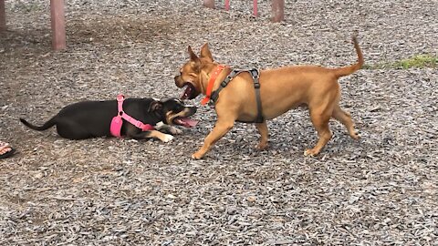 Puppy Love, 2 Pitt-bulls In Love Playing