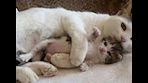 The Amazing Cats Hugs Kitten ►Mom Cat Hugging and Kissing Baby Kittens Video Compilation