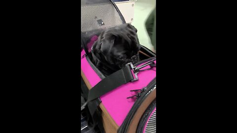 Pug in airport terminal is ready to fly