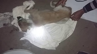 Heart touching Puppy rescue! Will melt your heart (Full Video)