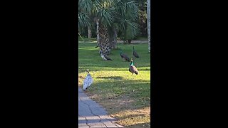 Beautiful White Peacock in the Wild