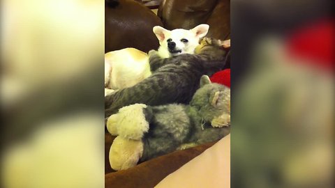 Precious Kitty and Chihuahua are Best Friends