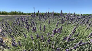Beautiful Lavender Farm in Dixon, CA