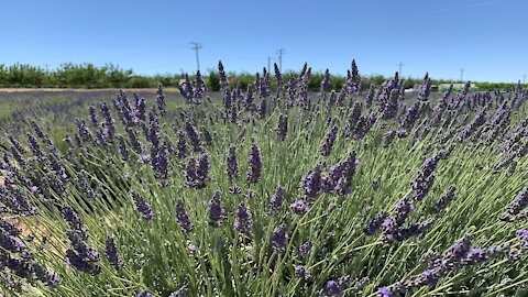 Beautiful Lavender Farm in Dixon, CA