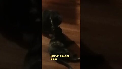 meowth cleaning kikuri