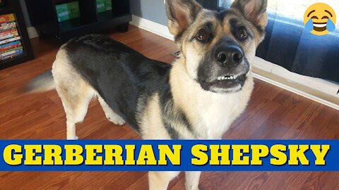 Gerberian Shepsky Are So Funny Compilation | Dog Memes