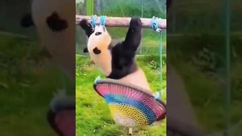 The panda who managed not to fall