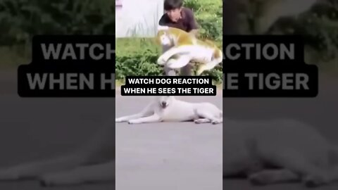 WATCH DOG REACTION WHEN HE SEES THE TIGER!