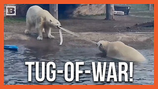 Polar Bear vs. Polar Bear -- Animals Compete in Tug-of-War Showdown