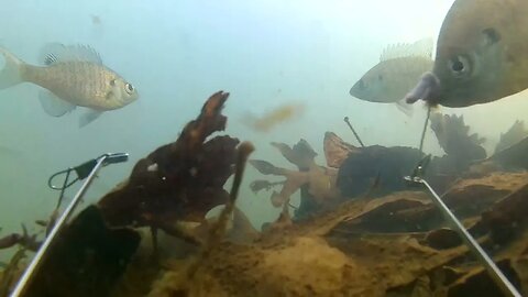 I put a Camera in the Pond on a Baited Hook