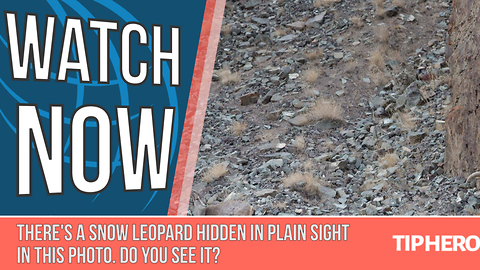 There's a Snow Leopard Hidden in Plain Sight in This Photo. Do You See it?