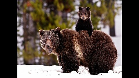 A Fragile Future for the Yukon's lce BearsOur PlanetEarth | BBC Earth 🌎🌍