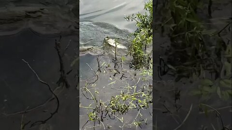 Pond Bass on a Twerkin’ Minnow/Underspin Combo. #bassfishing #bass #fishing #pondfishing #shorts