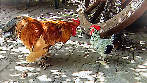 Angry rooster attacks toy impostor