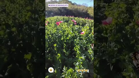 Opium fields, likely of the Sinaloa Cartel, in Sierra Badiraguato...