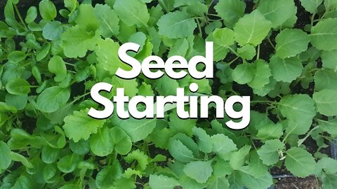 Seed Starting in Plug Trays: Grow Food NOW #4