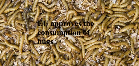 Bugs are toxic to Humans / mammals They are murdering your children anyway they can