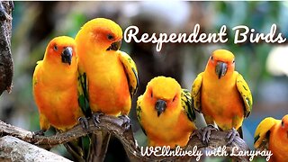 Resplendent Birds