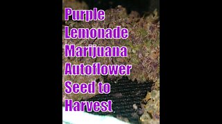 Purple Lemonade Autoflowers. Grow Weed At Home. Seed to Harvest