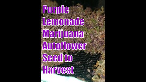 Purple Lemonade Autoflowers. Grow Weed At Home. Seed to Harvest