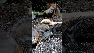 Squirrel and Groundhog Appear #animals #funnyanimals #shorts