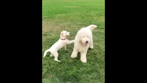 Ares Jack Russell dog and golden doodle Bosco