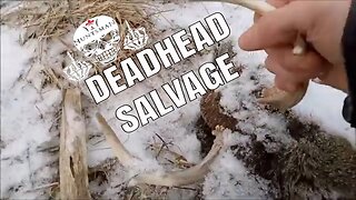 Legal Way to Obtain A Whitetail Deadhead