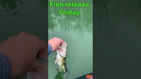 fish release friday- customer submission- #fishing # fishrelease