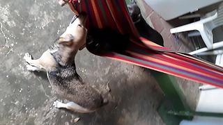 Jealous dog tries to steal puppy's hammock