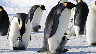 Awesome Facts About Emperor Penguins