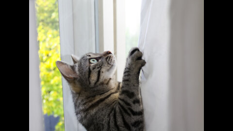 The super smart cat knows how to close the curtains while driving