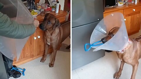 Dog Happy Puts On Cone Of Shame In Order To Play Tug-of-war