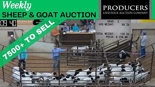 4/25/2023 - Producers Livestock Auction Company Sheep & Goat Auction