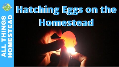 Chicken Egg Candling Day 5 - Homemade Hatching - Homesteading